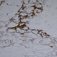 Calacatta Viola