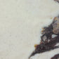 Viola Oro Quartz
